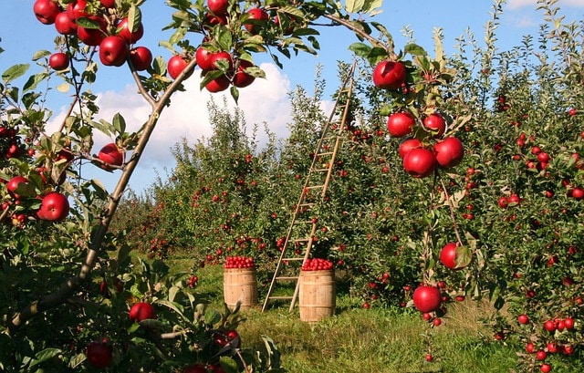 Espalier: harmonisk integration af æbletræer